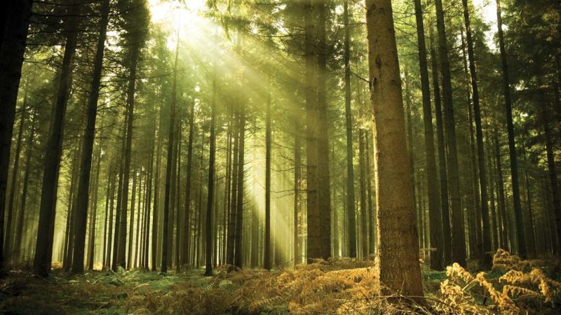 Le foreste italiane, la riscoperta di una responsabilità